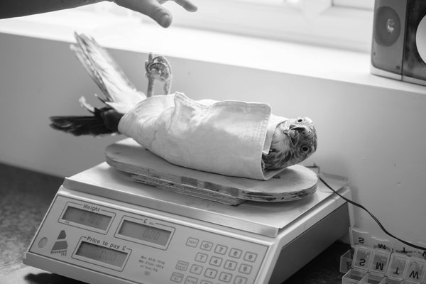 La science de la génétique dans l'élevage de chats