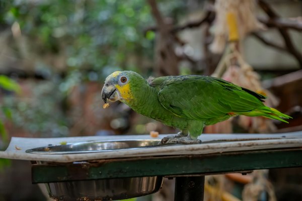 Comment enseigner à mon chien à ne pas sauter sur les gens ?