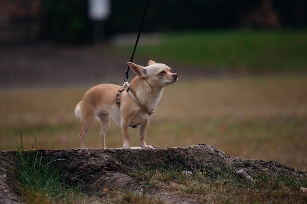 Quels sont les avantages de la formation à l'agilité pour mon chien ?
