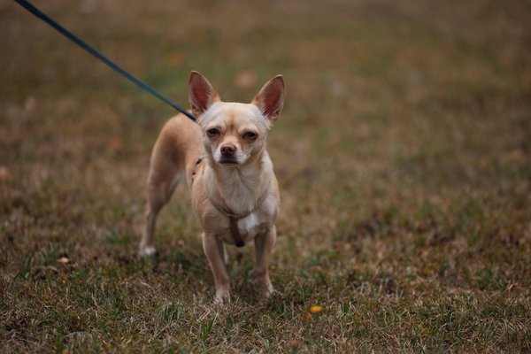Le golden cocker retriever : un ami fidèle et joyeux
