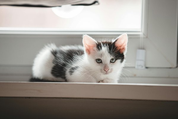 Les meilleures marques d'accessoires pour chats