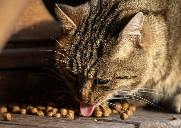 Choisir les croquettes pour chat : bien nourrir son félin au quotidien